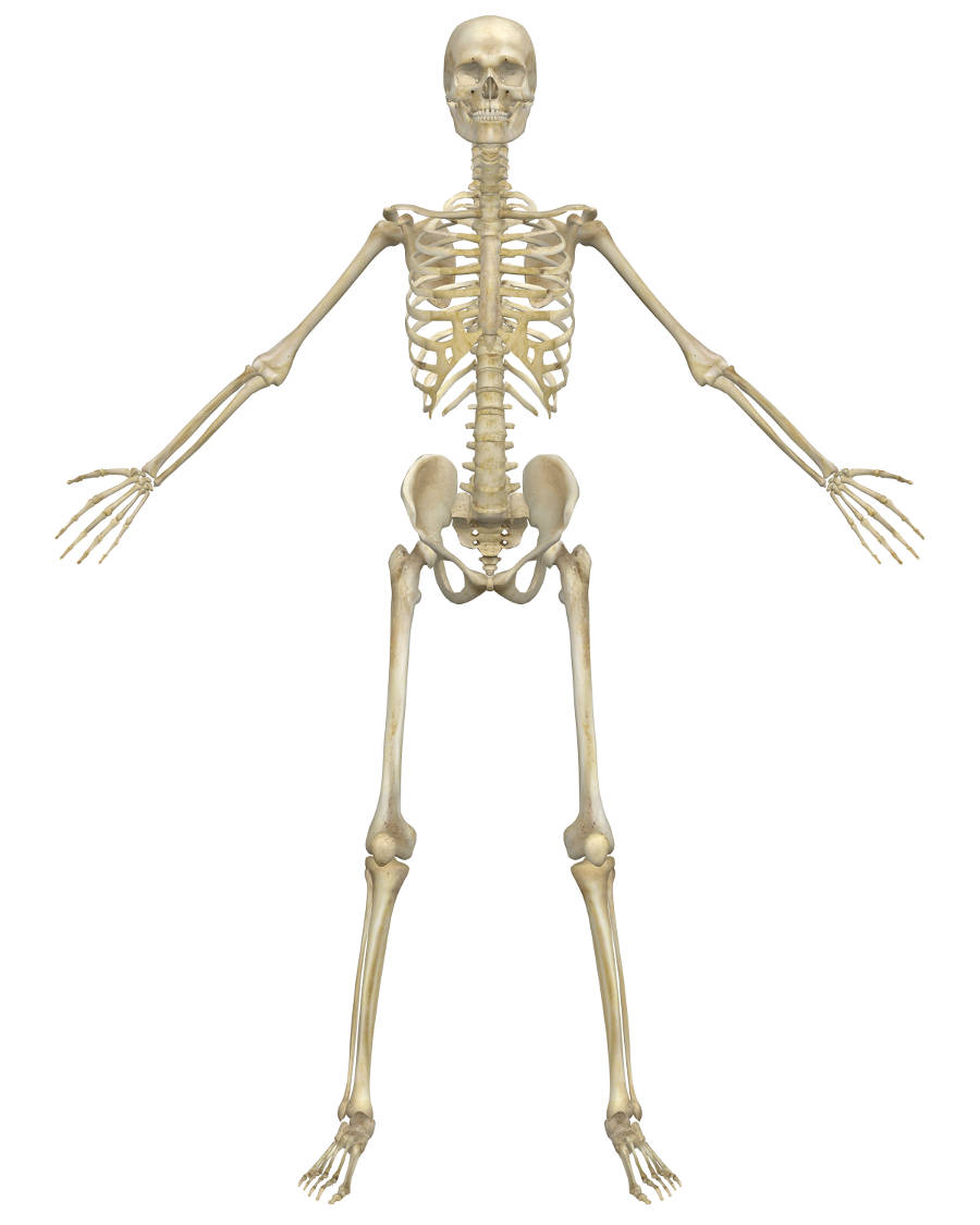 Human-skeleton-with-healthy-bones-2.jpg