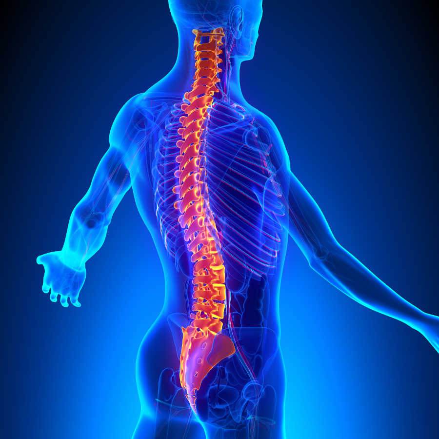 Image-of-a-spine-requiring-chiropractic-care.jpg