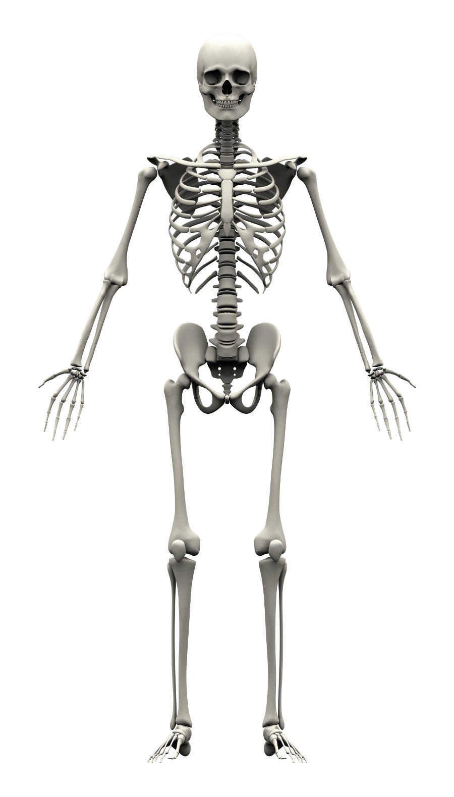 Skeleton-2.jpg