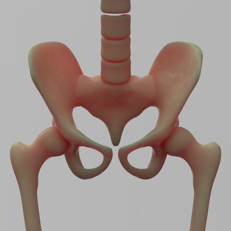 Human-Skeleton-Hip-and-Pelvis.jpg